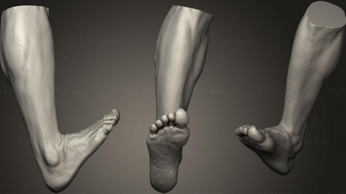 Анатомия скелеты и черепа (Мужская ступня 9, ANTM_0787) 3D модель для ЧПУ станка